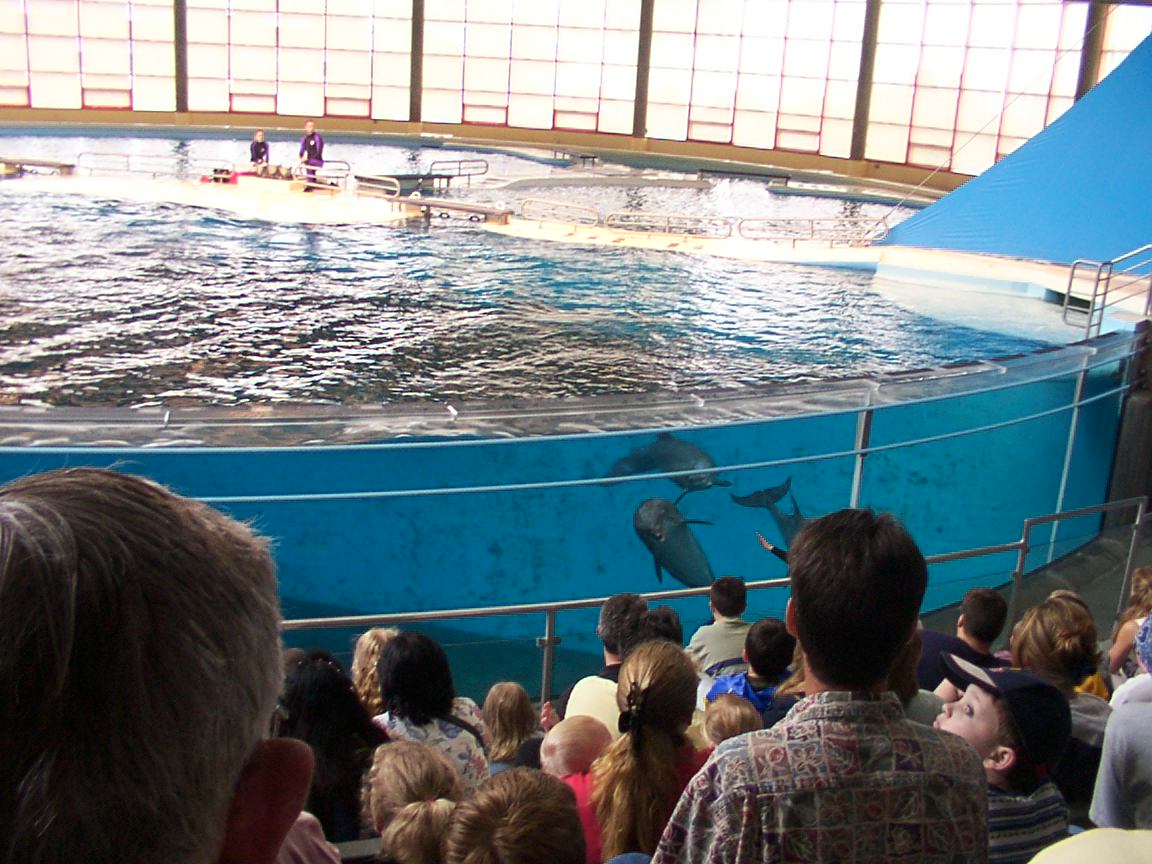 The Dolphin Show