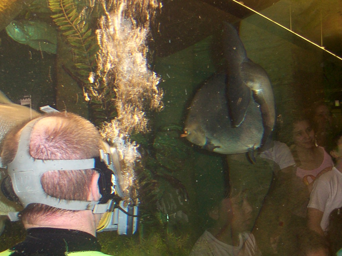 Feeding time at the Aquarium