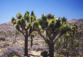 Joshua Tree National Park