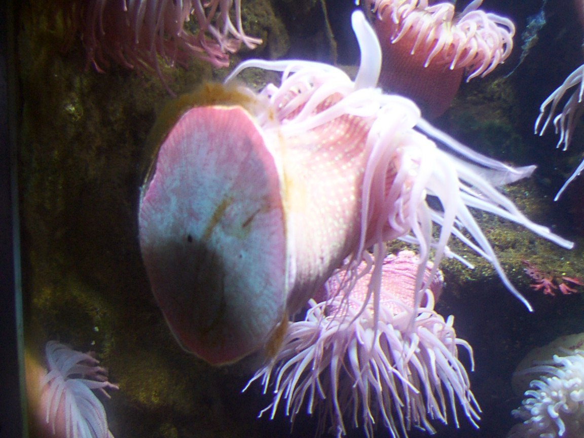 Sea Anemone