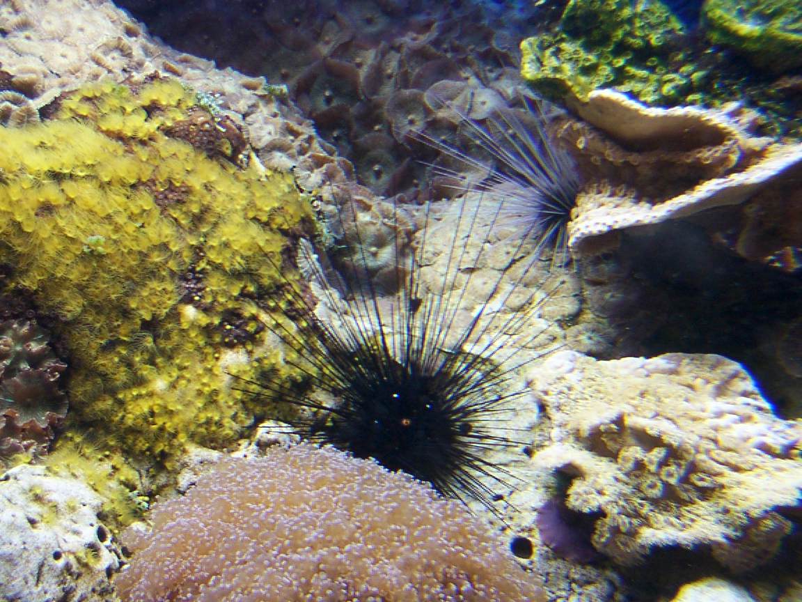 Sea Urchin