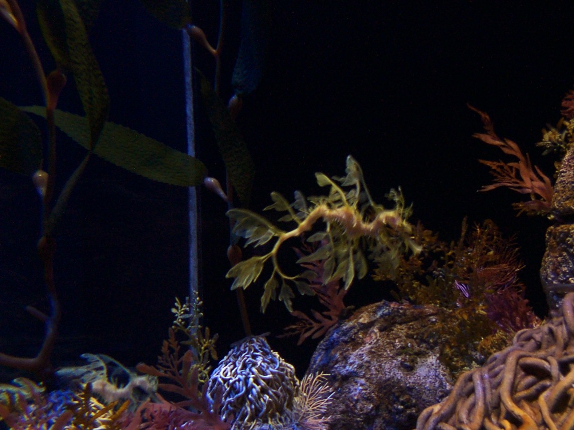 Tasmanian Kelp Seahorse