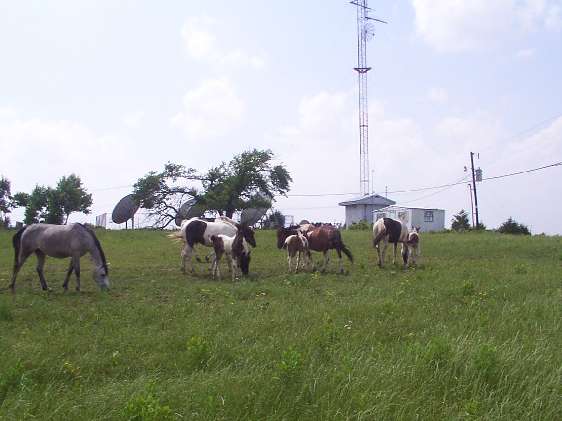 Horses grazing in Oklahoma
