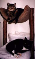 Ariel & Chelsea in their kitty condo