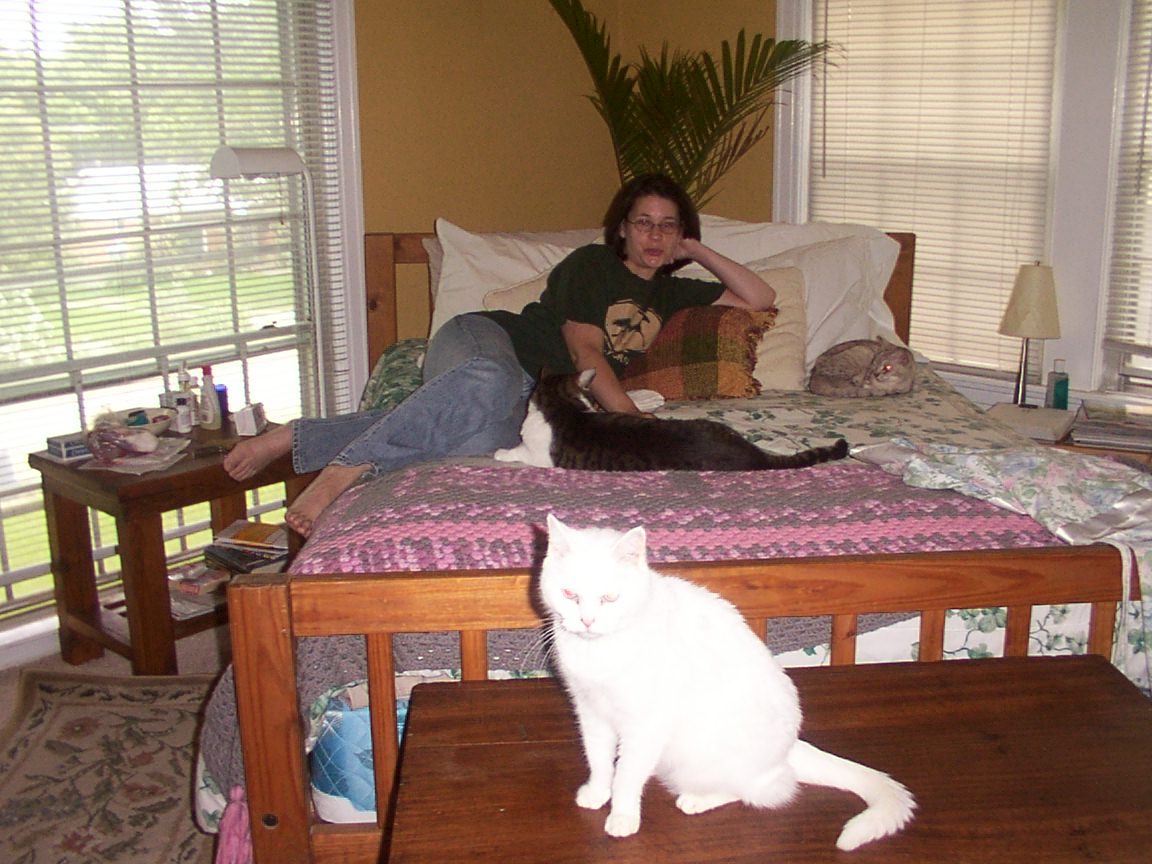 Three kitties on the bed